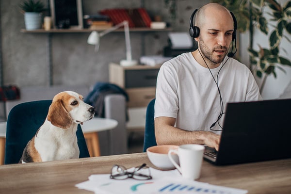 Emmener son chien au travail, possible ou pas ?